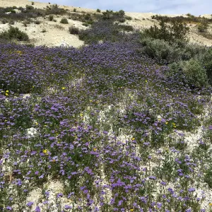 Phacelia wildflowers at Gem Hill, Kern County