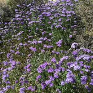 Phacelia wildflowers at Gem Hill, Kern County