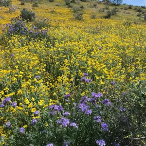 Monolopia lanceolata wildflowers along Mojave-Tropico Rd in Kern County
