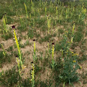 Field of Caulanthus californicus wildflowers along Randsburg-Mojave Rd Kern County