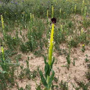 Field of Caulanthus californicus wildflowers along Randsburg-Mojave Rd Kern County
