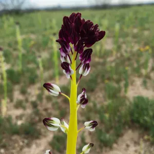Caulanthus californicus wildflowers along Randsburg-Mojave Rd Kern County