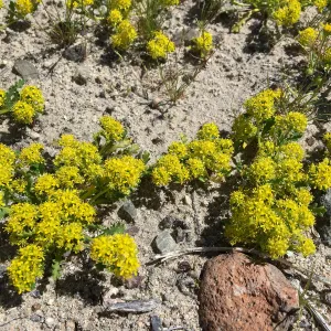 Lepidium flavum var. flavum, Red Rock Canyon Kern county