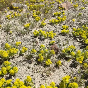 Lepidium flavum var. flavum, Red Rock Canyon Kern county