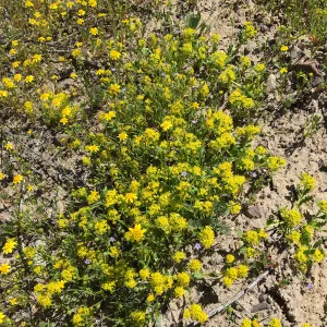 Lepidium flavum var. flavum, Red Rock Canyon Kern county