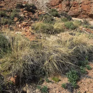 Sporobolus airoides, Red Rock Canyon, Kern county
