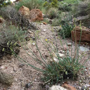 Eriogonum (wild buckwheat) , Red Rock Canyon, Kern county