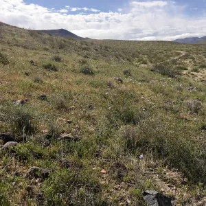 Abundant Dichelostemma capitatum in vicinity of Sheep Spring, south of Ridgecrest CA
