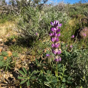 Abundant Dichelostemma capitatum in vicinity of Sheep Spring, south of Ridgecrest CA (lupine)