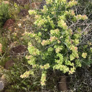 Atriplex canescens in vicinity of Sheep Spring, south of Ridgecrest CA