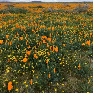 Poppy fields along Ave A, west of Lancaster CA