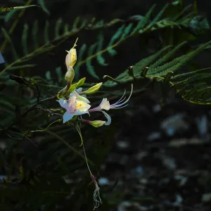 Western Azalea