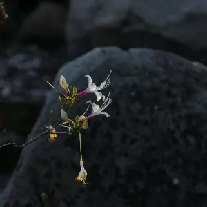Western Azalea