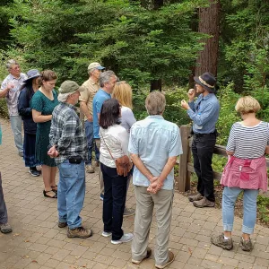 Greet the Day Stroll in the Redwood Section