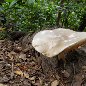 Mushroom in the Canyon