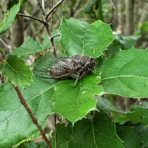 Cicada