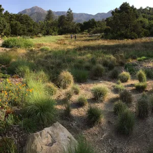 Meadow 