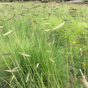 Bouteloua gracilis in Meadow