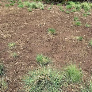Meadow