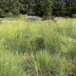 Meadow