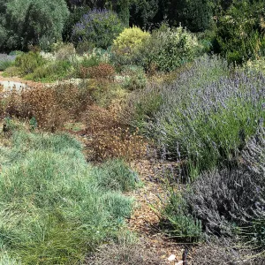 Leaning Pine Arboretum, Cal Poly San Luis Obispo