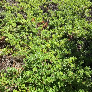 Leaning Pine Arboretum, Cal Poly San Luis Obispo, Arctostaphylos Green Supreme