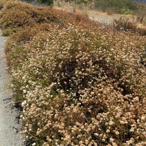 Eriogonum fasciculatum at Leaning Pine Arboretum, Cal Poly San Luis Obispo