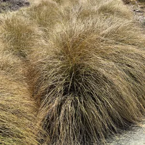 Muhlenbergia rigens at Leaning Pine Arboretum, Cal Poly San Luis Obispo