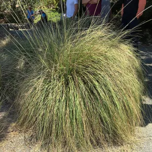 Muhlenbergia rigens at Leaning Pine Arboretum, Cal Poly San Luis Obispo