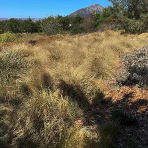 Muhlenbergia rigens at Leaning Pine Arboretum, Cal Poly San Luis Obispo