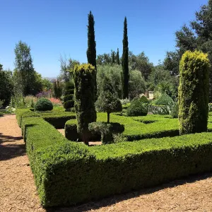 Clipped hedges at Leaning Pine Arboretum, Cal Poly San Luis Obispo