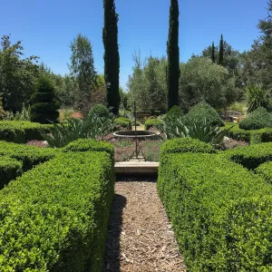 Clipped hedges at Leaning Pine Arboretum, Cal Poly San Luis Obispo