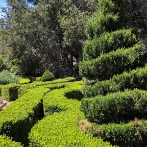 Clipped hedges at Leaning Pine Arboretum, Cal Poly San Luis Obispo