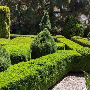 Clipped hedges at Leaning Pine Arboretum, Cal Poly San Luis Obispo