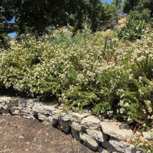 San Luis Obispo Botanic Garden, Eriogonum fasciculaltum