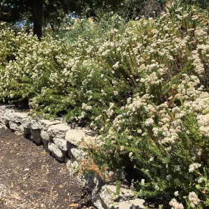 San Luis Obispo Botanic Garden, Eriogonum fasciculaltum