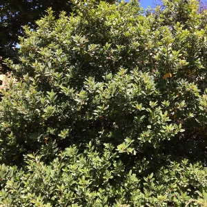 San Luis Obispo Botanic Garden, Frangula californica