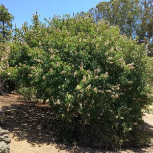 San Luis Obispo Botanic Garden, Aesculus californica