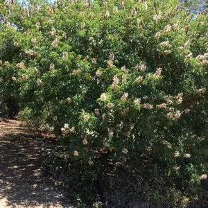 San Luis Obispo Botanic Garden, Aesculus californica