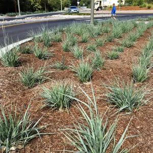 Roundabout at Las Positas and Cliff Drive, Leymus Canyon Prince