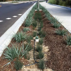 Roundabout at Las Positas and Cliff Drive, Leymus Canyon Prince and Juncus patens