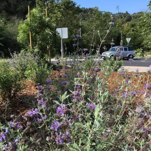 Roundabout at Las Positas and Cliff Drive, Salvia (Sage) Allen Chickering