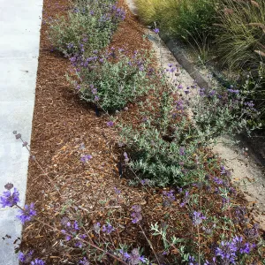 Roundabout at Las Positas and Cliff Drive, Salvia (Sage) Allen Chickering