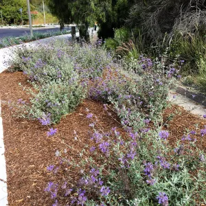 (sage) Roundabout at Las Positas and Cliff Drive. Salvia (Sage)