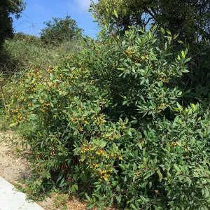 Frangula californica in natural vegetation ajacent to round-about at Los Positas Rd
