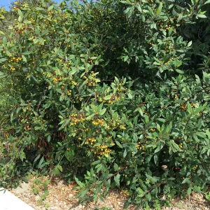 Frangula californica in natural vegetation ajacent to round-about at Los Positas Rd