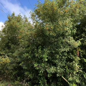 Frangula californica in natural vegetation ajacent to round-about at Los Positas Rd
