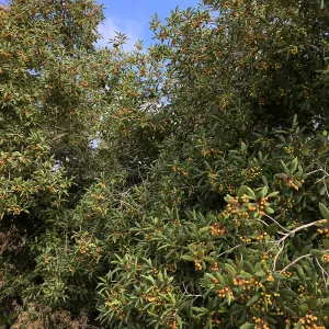 Frangula californica in natural vegetation ajacent to round-about at Los Positas Rd