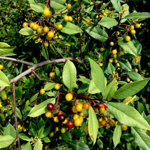 Frangula californica in natural vegetation ajacent to round-about at Los Positas Rd