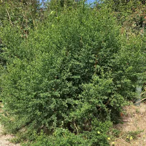 Baccharis pilularis in natural vegetation ajacent to round-about at Los Positas Rd